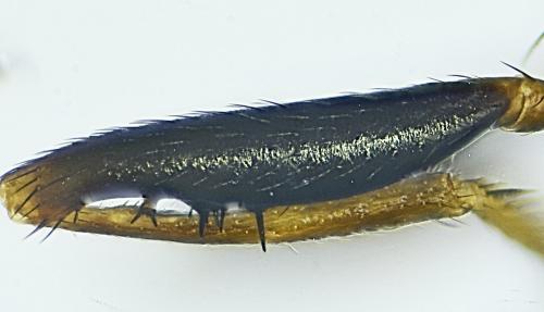 Sepsis fulgens